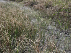 Carex scabrifolia