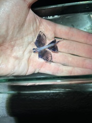 Bluntnose Flyingfish photo 2