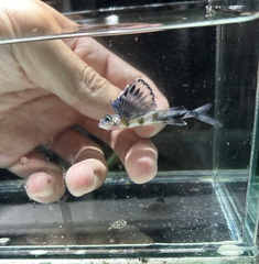 Bluntnose Flyingfish photo 1