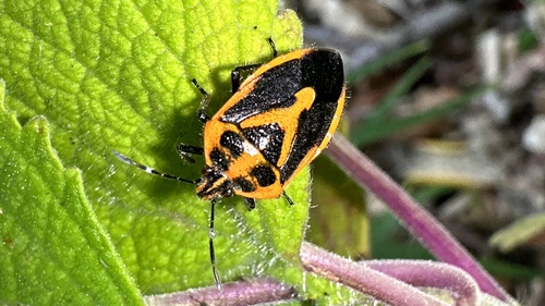 Horehound Bug photo 3