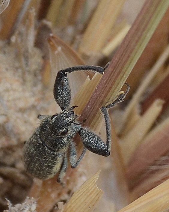 Tanymecina