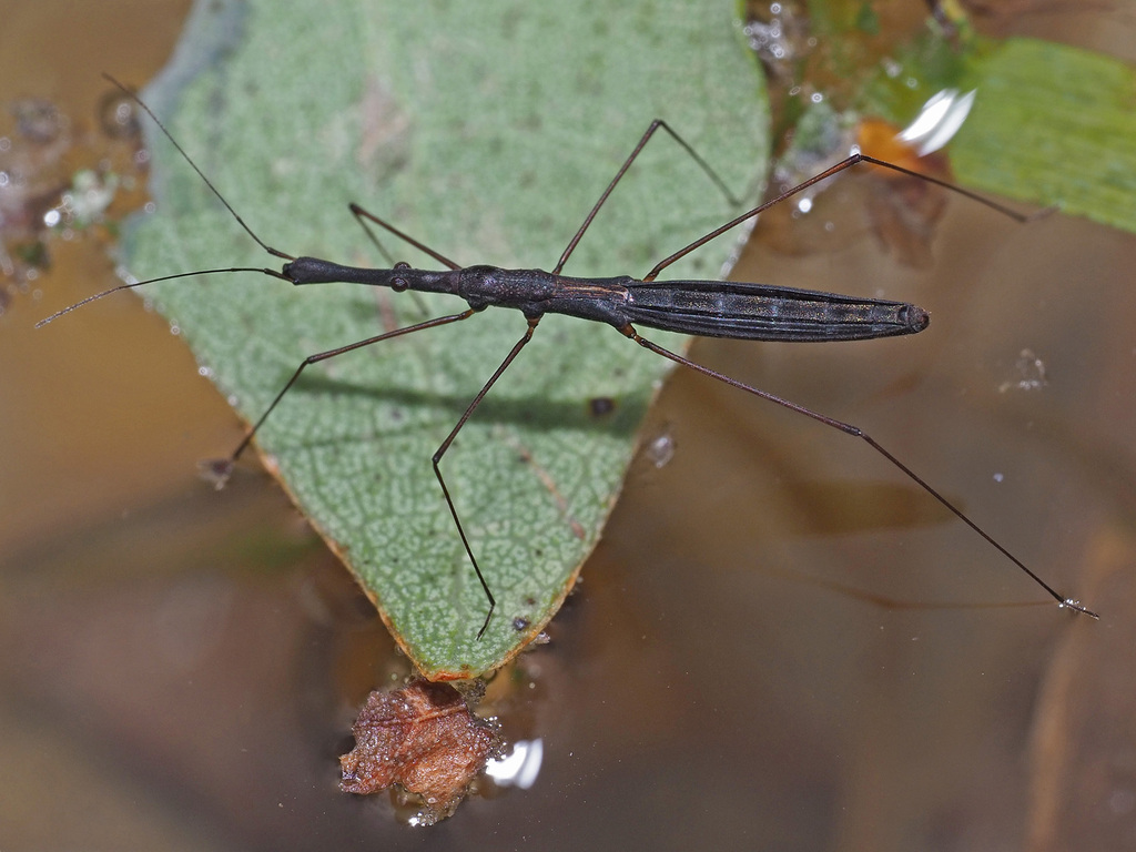 Common Water Measurer from Biotop Grube s. Steinkirchen, Oberhausen ...
