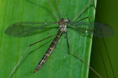 Limnophilella delicatula