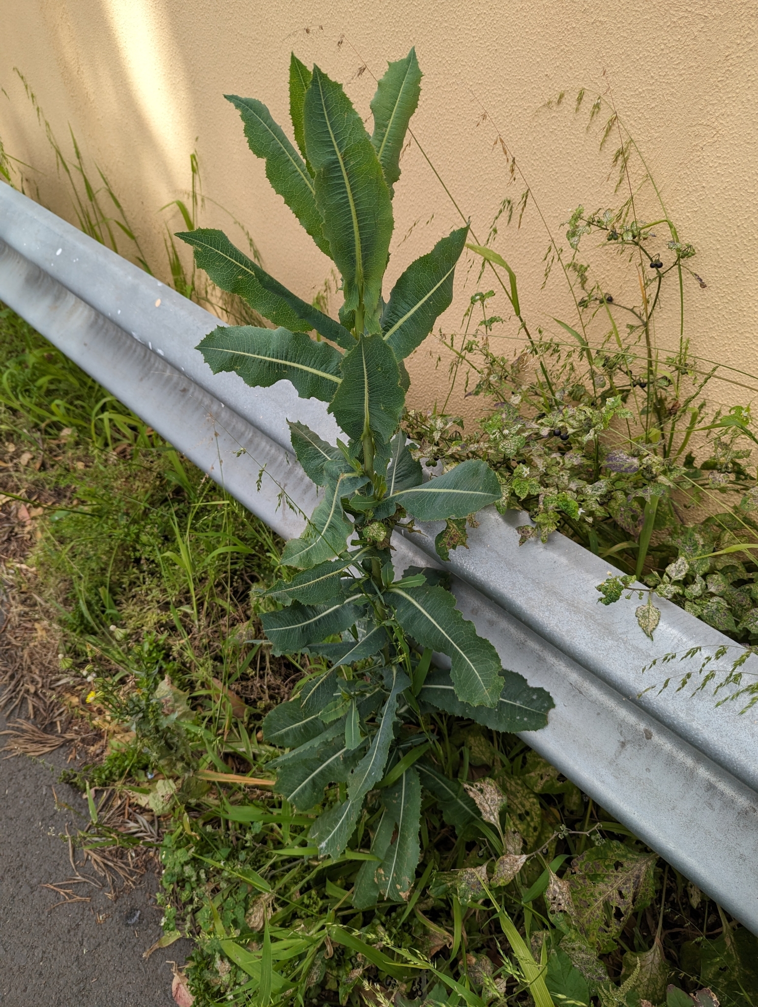 Lechuga espinosa