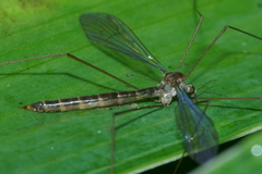 Limnophilella delicatula