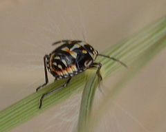 Strachiini