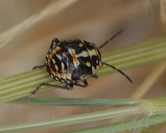 Strachiini