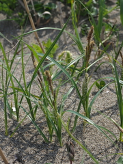 Carex pumila