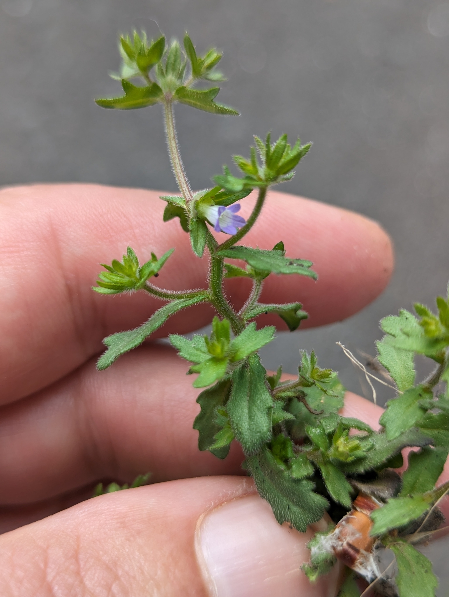 Campanula erinus