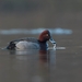 Common Pochard × Ferruginous Duck - Photo (c) Erik Eckstein, some rights reserved (CC BY-NC), uploaded by Erik Eckstein