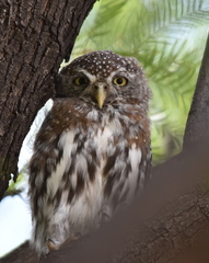 Glaucidium perlatum licua