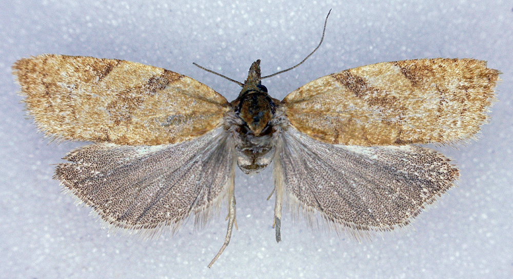 Sparganothis tunicana