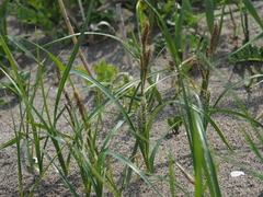 Carex pumila