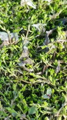 Crassula sinclairii