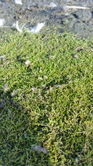 Crassula sinclairii