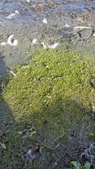 Crassula sinclairii