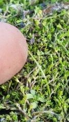 Crassula sinclairii