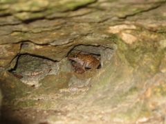 Eleutherodactylus marnockii