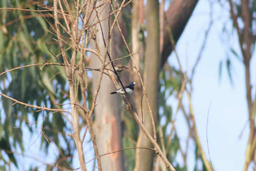 Black-and-white Mannikin (Spermestes bicolor), photo 5