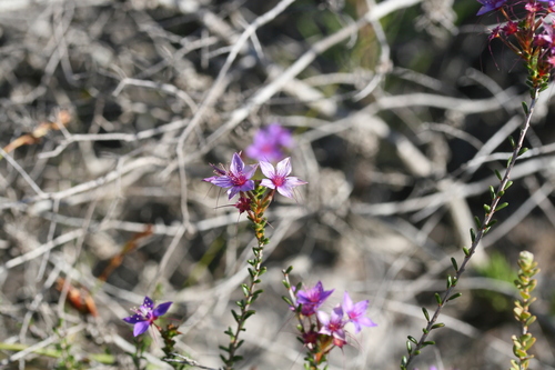 Image of Calytrix leschenaultii by (c) Benjamin Anderson, some rights reserved (CC BY)