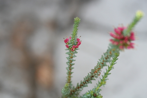 Image of Darwinia vestita by (c) Benjamin Anderson, some rights reserved (CC BY)