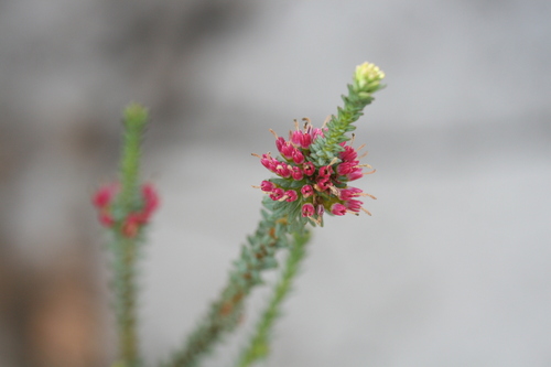 Image of Darwinia vestita by (c) Benjamin Anderson, some rights reserved (CC BY)