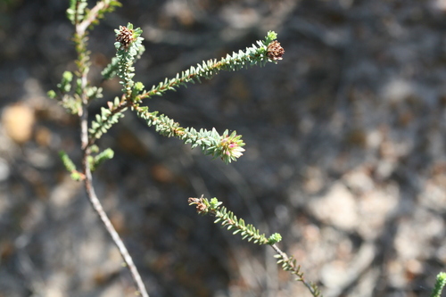 Image of Darwinia vestita by (c) Benjamin Anderson, some rights reserved (CC BY)
