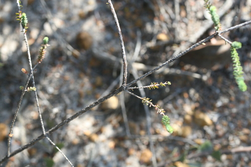 Image of Darwinia vestita by (c) Benjamin Anderson, some rights reserved (CC BY)