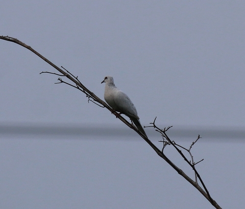 Spotted Dove (Spilopelia chinensis), photo 8