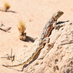 Agama aculeata