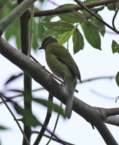 Grey-headed Bulbul (Microtarsus priocephalus), photo 9