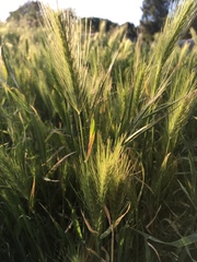 Hordeum jubatum