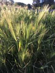 Hordeum jubatum