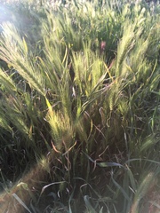 Hordeum jubatum