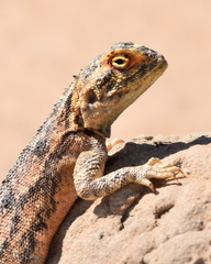 Agama aculeata