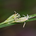 Carex arisanensis - Photo (c) 艸目伊, alguns direitos reservados (CC BY-NC), uploaded by 艸目伊