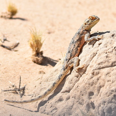 Agama aculeata