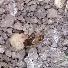 Forficula auricularia