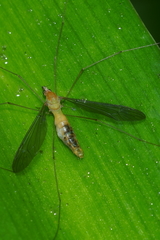 Chlorotipula