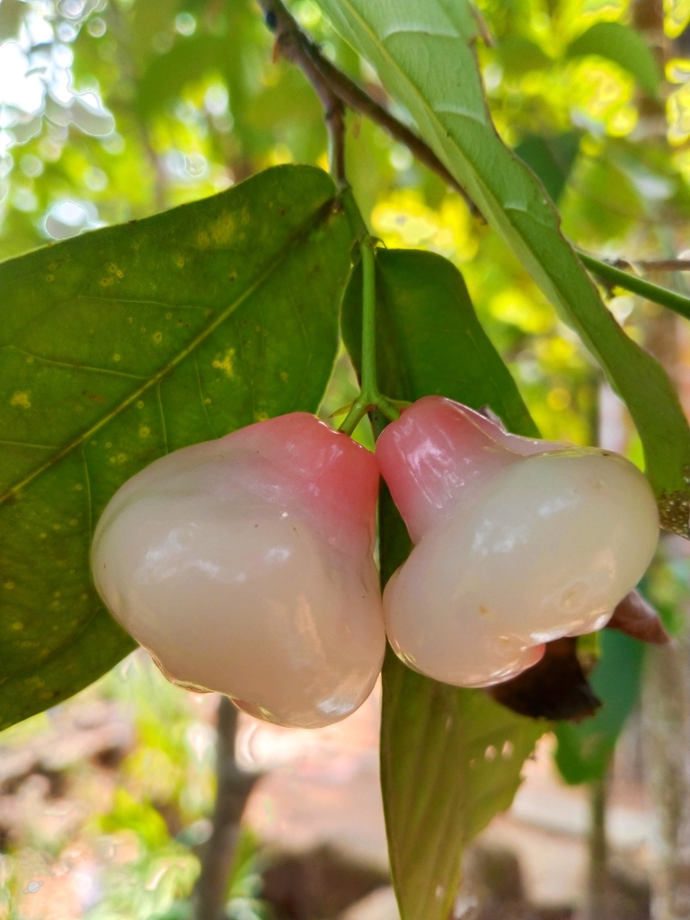 Syzygium aqueum (Syzygium aqueum)