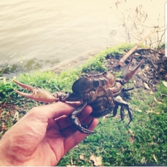 Pseudothelphusa dilatata