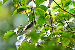 Polioptila bilineata