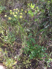Tauschia arguta