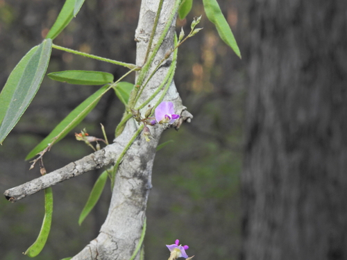 Image of Glycine cyrtoloba by (c) Scott W. Gavins, some rights reserved (CC BY)