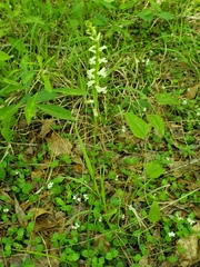 Spiranthes praecox