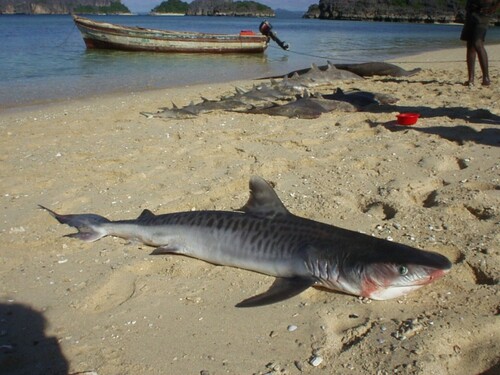 Tiger Shark