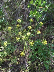 Tauschia arguta