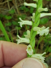 Spiranthes praecox