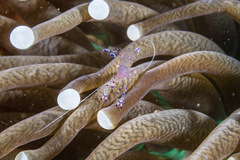 Ancylomenes sarasvati