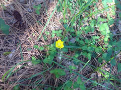 Calochortus monophyllus